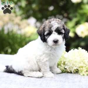 Remi, Bich-Poo Puppy